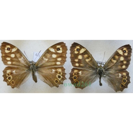 Pararge aegeria (Linnaeus, 1758) pair Osadnik egeria Czech41g